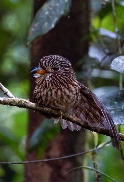 Pájaro buzo de pecho blanco