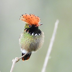 Colibrí Coqueta Spangled posado en la Reserva de Observación de Aves Buglas, Limón Indanza, Ecuador