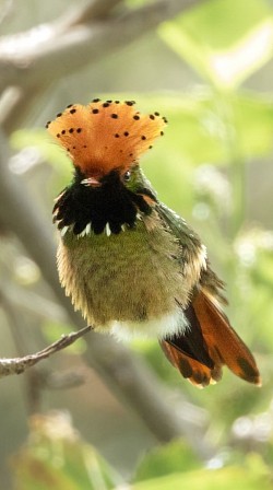 Colibrí Coqueta Spangled posado en la Reserva de Observación de Aves Buglas, Limón Indanza, Ecuador