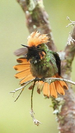 Colibrí Coqueta Spangled posado en la Reserva de Observación de Aves Buglas, Limón Indanza, Ecuador