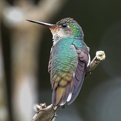 Zafiro de garganta dorada