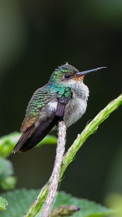 Zafiro de garganta dorada