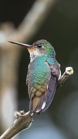 Zafiro de garganta dorada