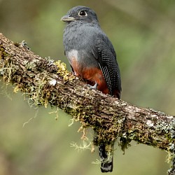 Trogón de corona azul