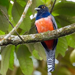 Trogón de corona azul