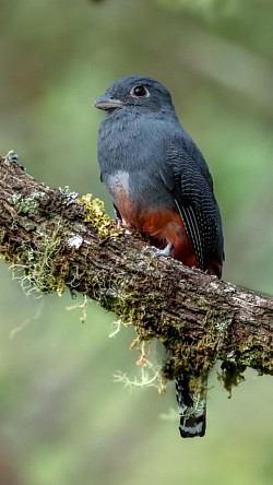 Trogón de corona azul hembra