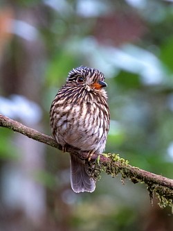 Pájaro buzo de pecho blanco